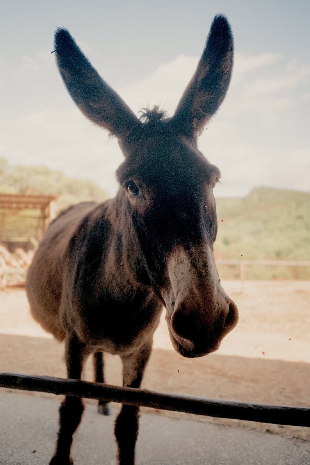 Visit-a-donkey